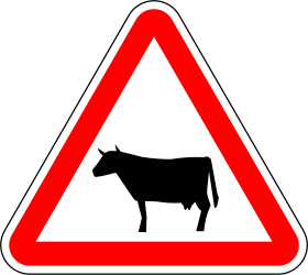 Cattle crossing